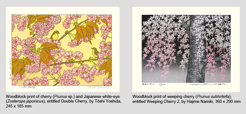 Cherry flowers